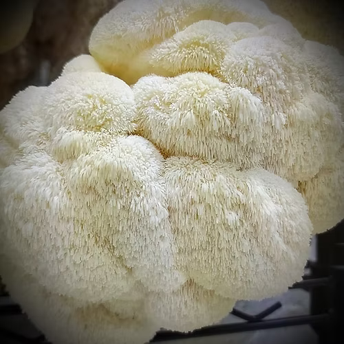 Lion’s Mane Mushrooms: Nature’s Brain Booster &amp; Kitchen Treasure 🍄✨